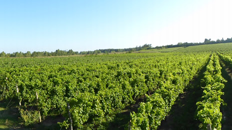 Pizzorno winery (Pizzorno Family Estates), 