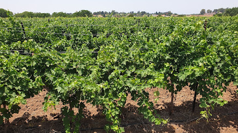 Vineyard Winery Muscat, 