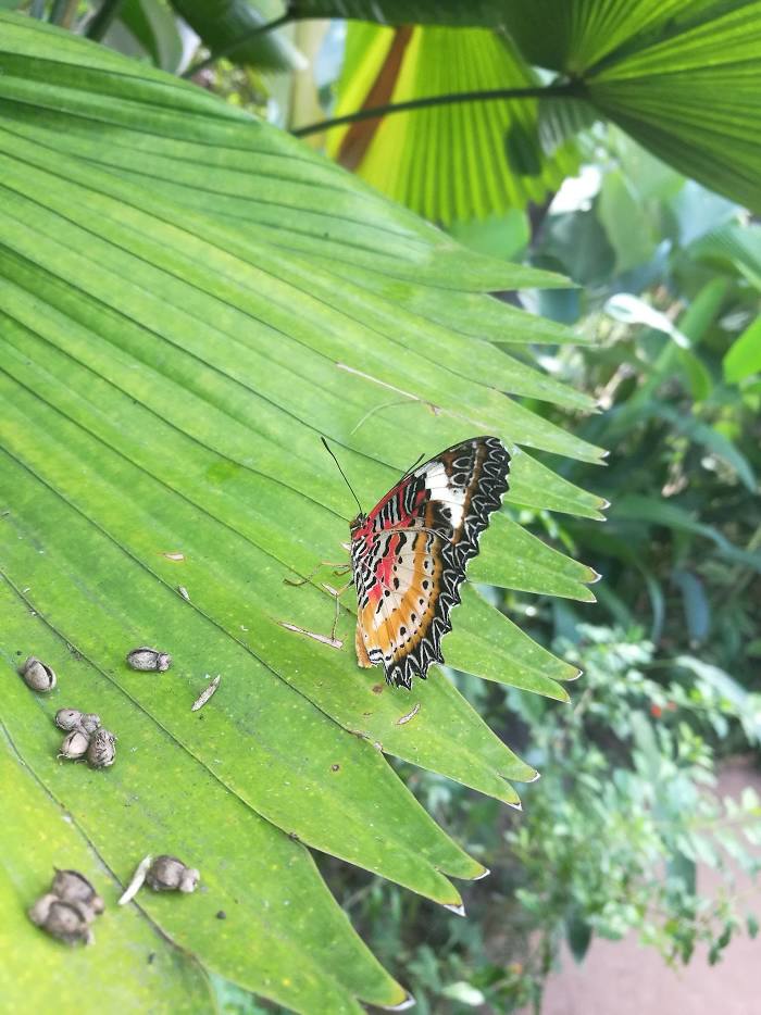 Banteay Srey Butterfly Centre (BBC), 