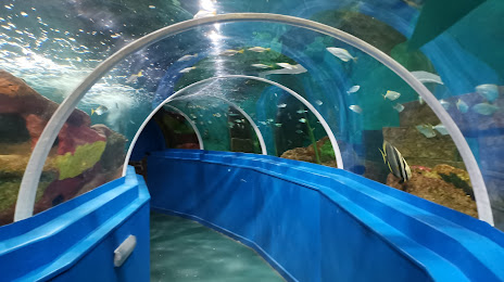 Blue Reef Aquarium Portsmouth, Портсмут