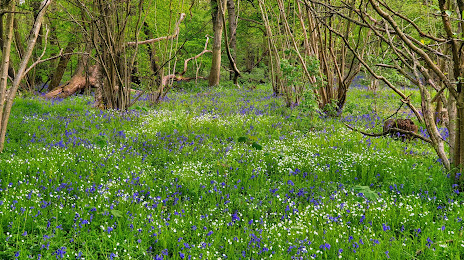 Blean Woods National Nature Reserve, Canterbury