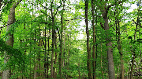 Forêt Départementale des Flambertins, Aubergenville