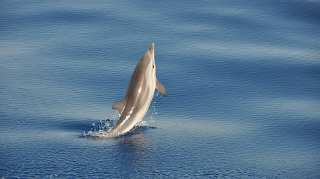 Swimming with dolphins - Cala Rossa Dream, Мандельё-ла-Напуль
