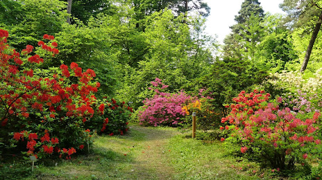 Arboretum SGGW w Rogowie, Brzeziny