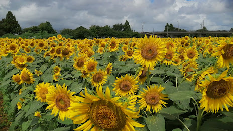 Zama Sunflower Field, 