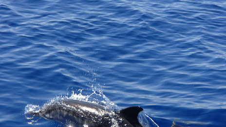 Jonian Dolphin Conservation, Taranto