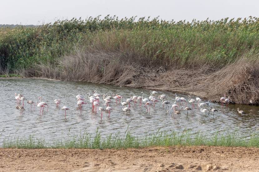 Al Wathba Wetland Reserve, 