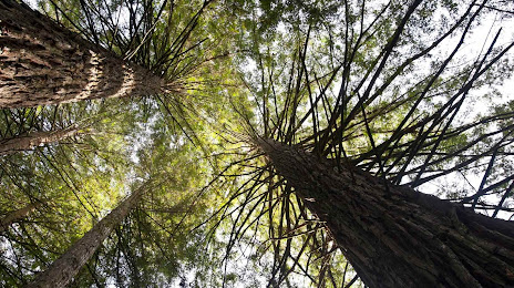 Parque das Sequoias, 