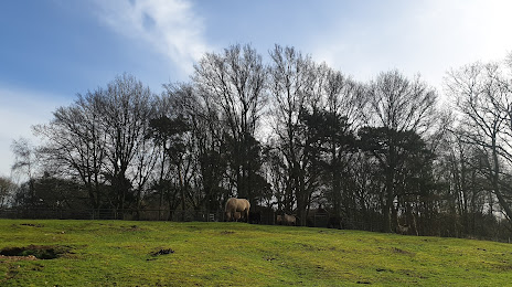 Hothfield Heathlands Nature Reserve, Ashford