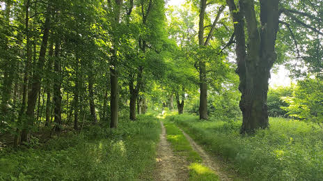 Las Młochowski, Pruszków