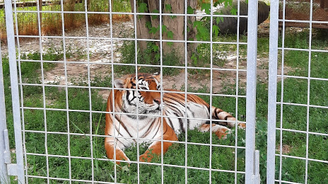 Tiger Experience, Camponogara