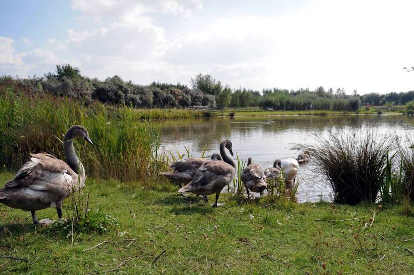 Rushcliffe Country Park, West Bridgford