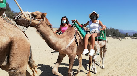 Camel Safari, Maspalomas