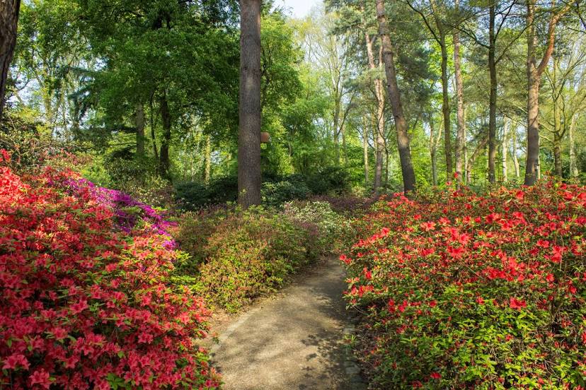 Rhododendron-Park Bremen, Бремен