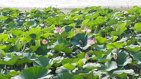 Recreational complex lotus pond, Babol
