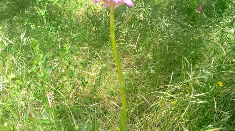 Plaine des Orchidées, Рилльё-ла-Пап
