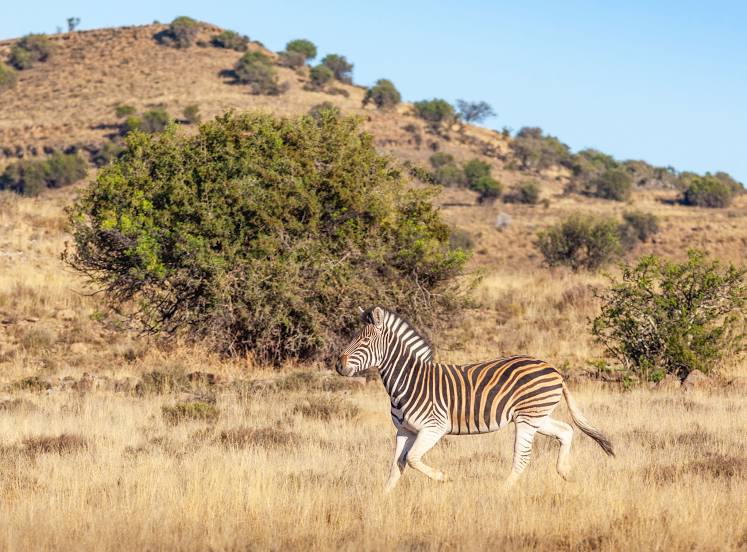 Mountain Zebra National Park, 