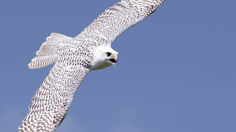 Millets Falconry Centre, 