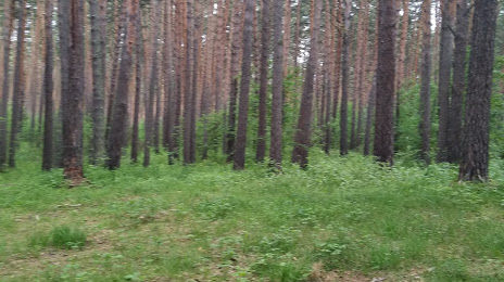 Karakan Pine Forest, Ordynskoye