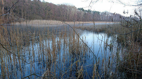 Obszar ochrony ścisłej Jezioro Budzyńskie, 