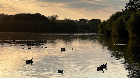 Black Swan Lake, Wokingham