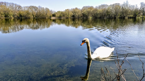 White Swan Lake, Wokingham