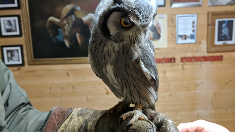 Imperial bird of prey academy, Basildon