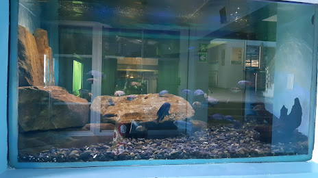Aquarium, East London