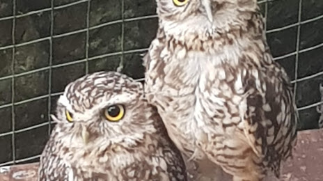 The Owls Trust, Llandudno