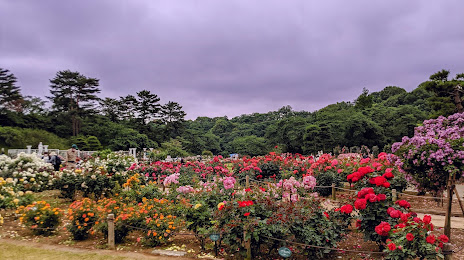 Ikuta Ryokuchi Rose Garden, 