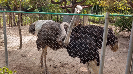 Sargento Prata City Zoo, 