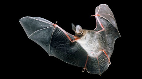 Center of the Bat, 