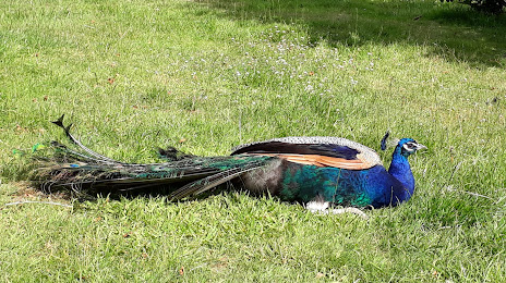 Aviario y criadero de Aves Park (Parque Aviario y criadero de Aves), 푸에르토몬트