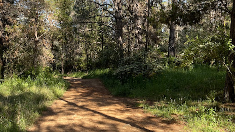 Armidale Pine Forest, Armidale