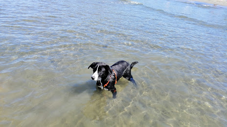 Spiaggia cani Puntone di Scarlino, Follonica