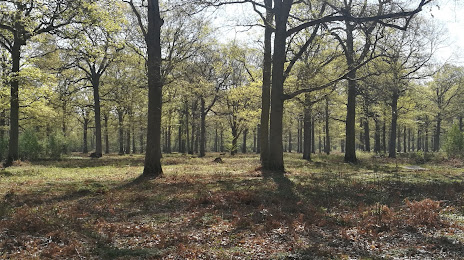 Forêt de Sénart, Juvisy-sur-Orge