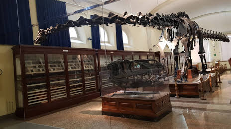 Collezione di Geologia Museo Giovanni Capellini, Bologna