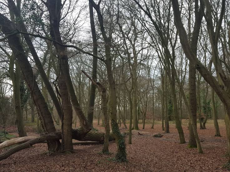 Hainault Forest Country Park, Epping