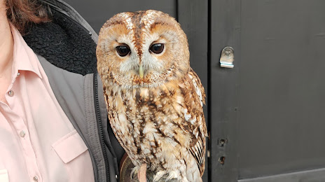 Kent Owl Academy, Maidstone