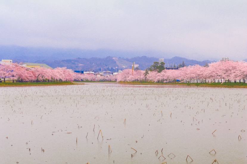 Muramatsu Park, 