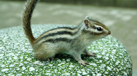 Kamoyama Squirrel Park, 