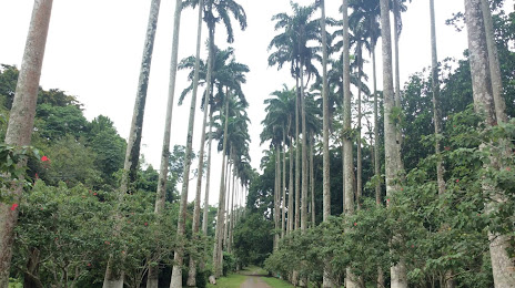 Bunso Arboretum, Koforidua