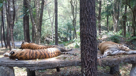 Taman Safari Indonesia II Prigen (Indonesia Safari Park II Prigen), Prigen