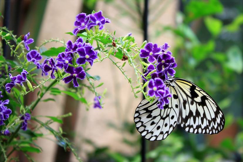 Mariposario de Benalmádena - Butterfly Park, 