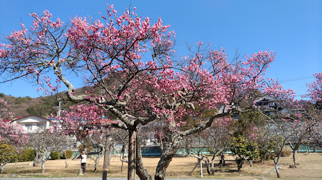Baishinji Garden, 마쓰야마 시