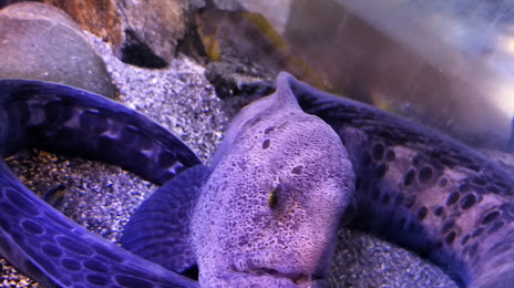 Alberni Aquarium, 