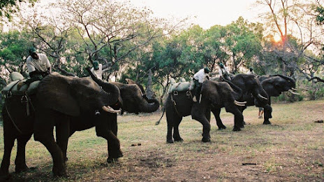 Elephant Back Safari, 