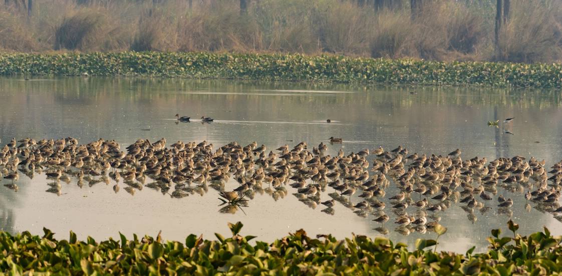 Surajpur Bird Sanctuary, Greater Noida
