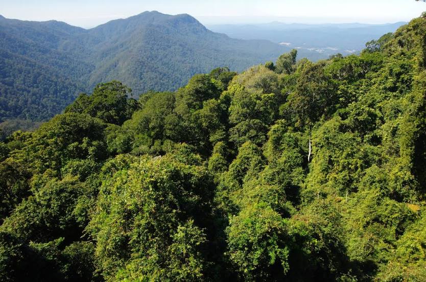 Dorrigo National Park, Coffs Harbour