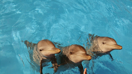 Dolphin Marine Conservation Park, Coffs Harbour